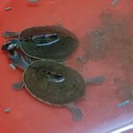 1200-675-27228493-thumbnail-16x9-turtole